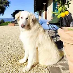 Podere Campiano Volterra